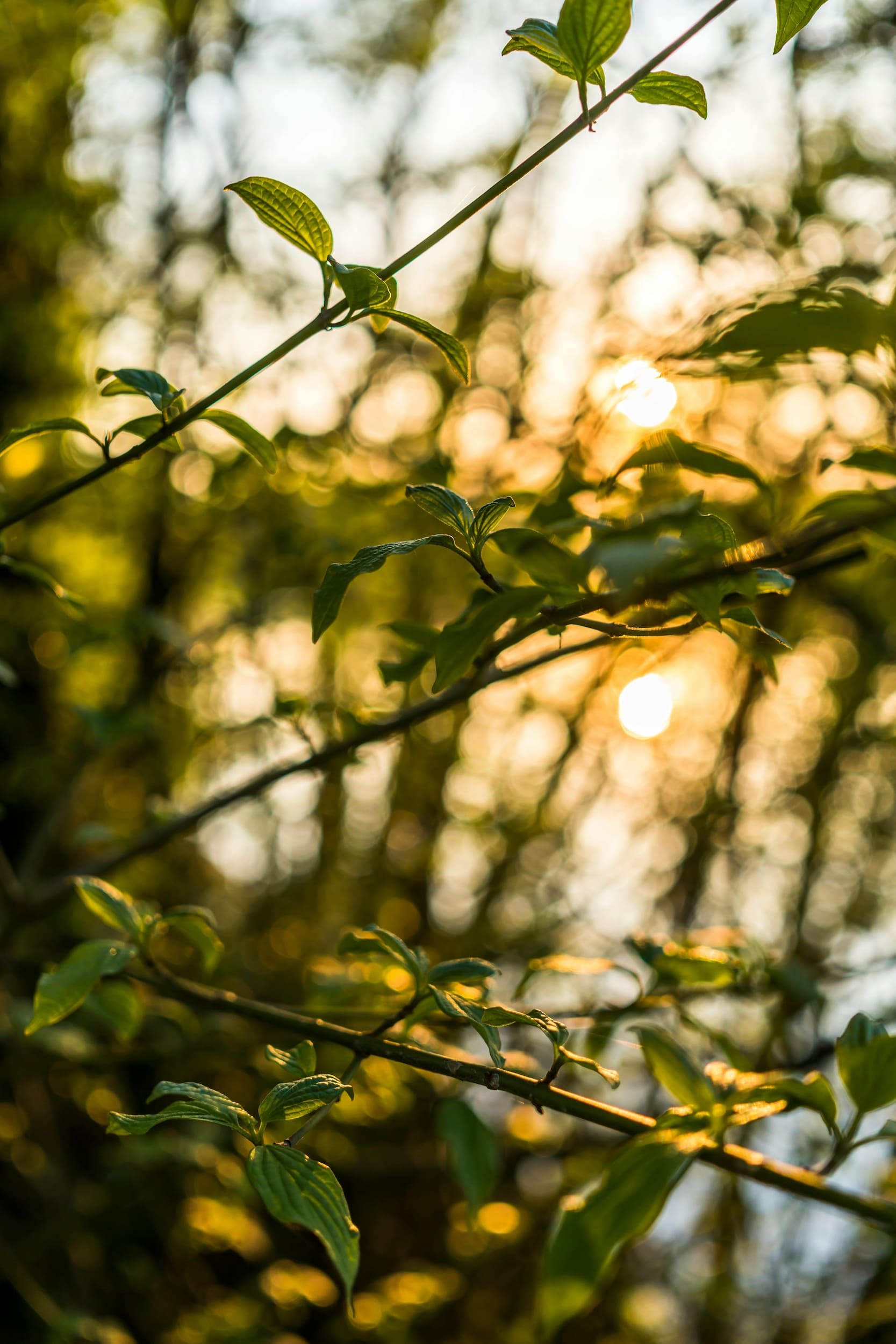 pexels-felix-mittermeier-1039083